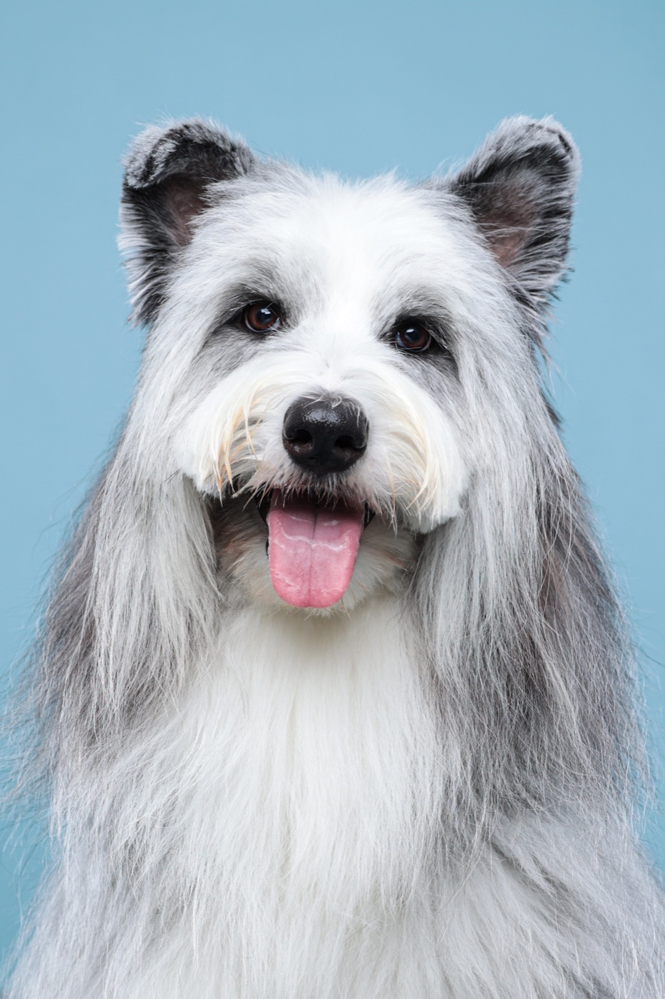 寵物攝影作品