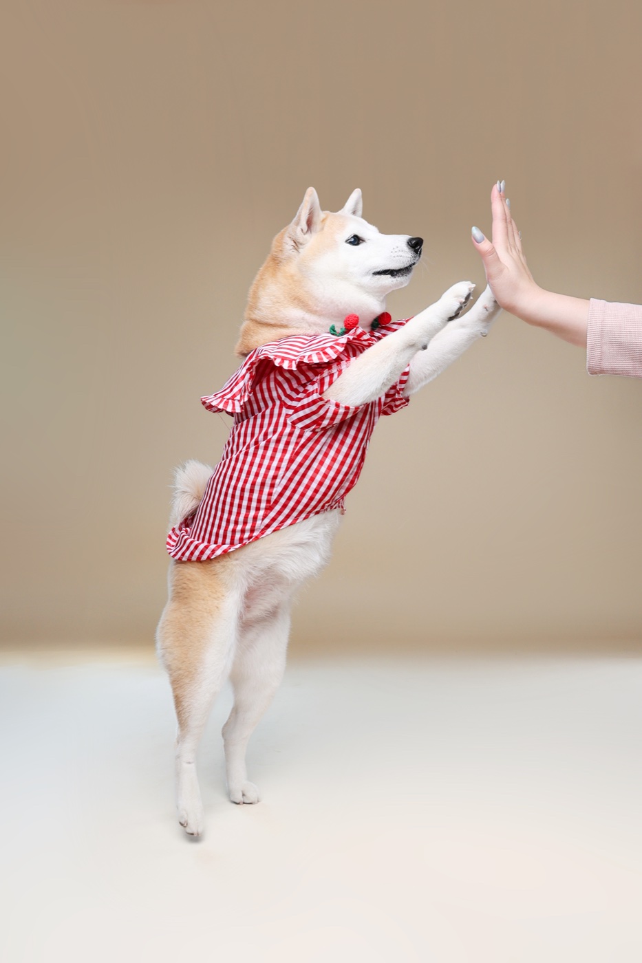 寵物攝影作品