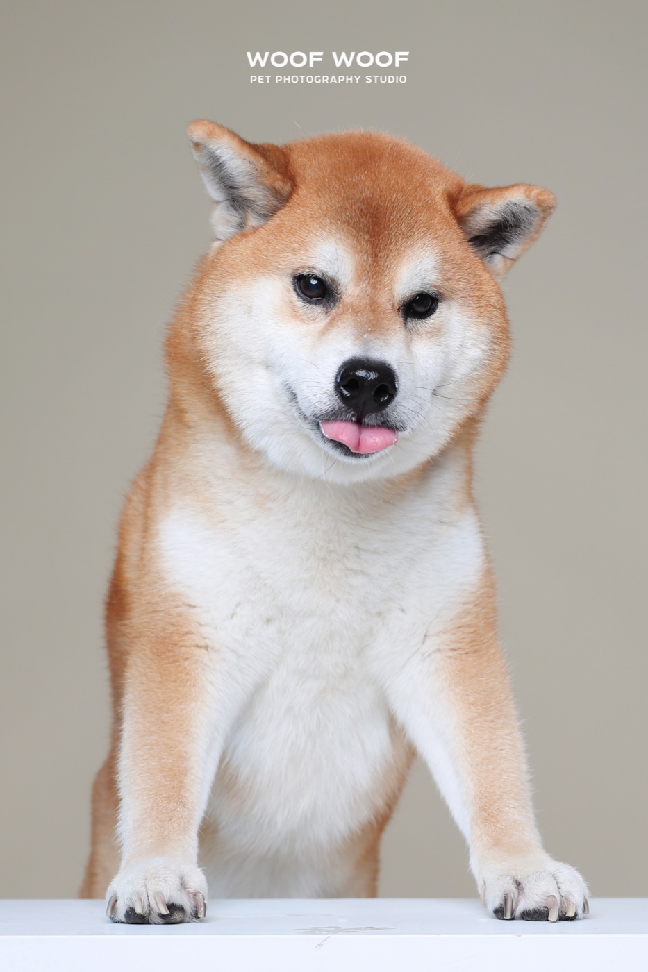 寵物攝影作品