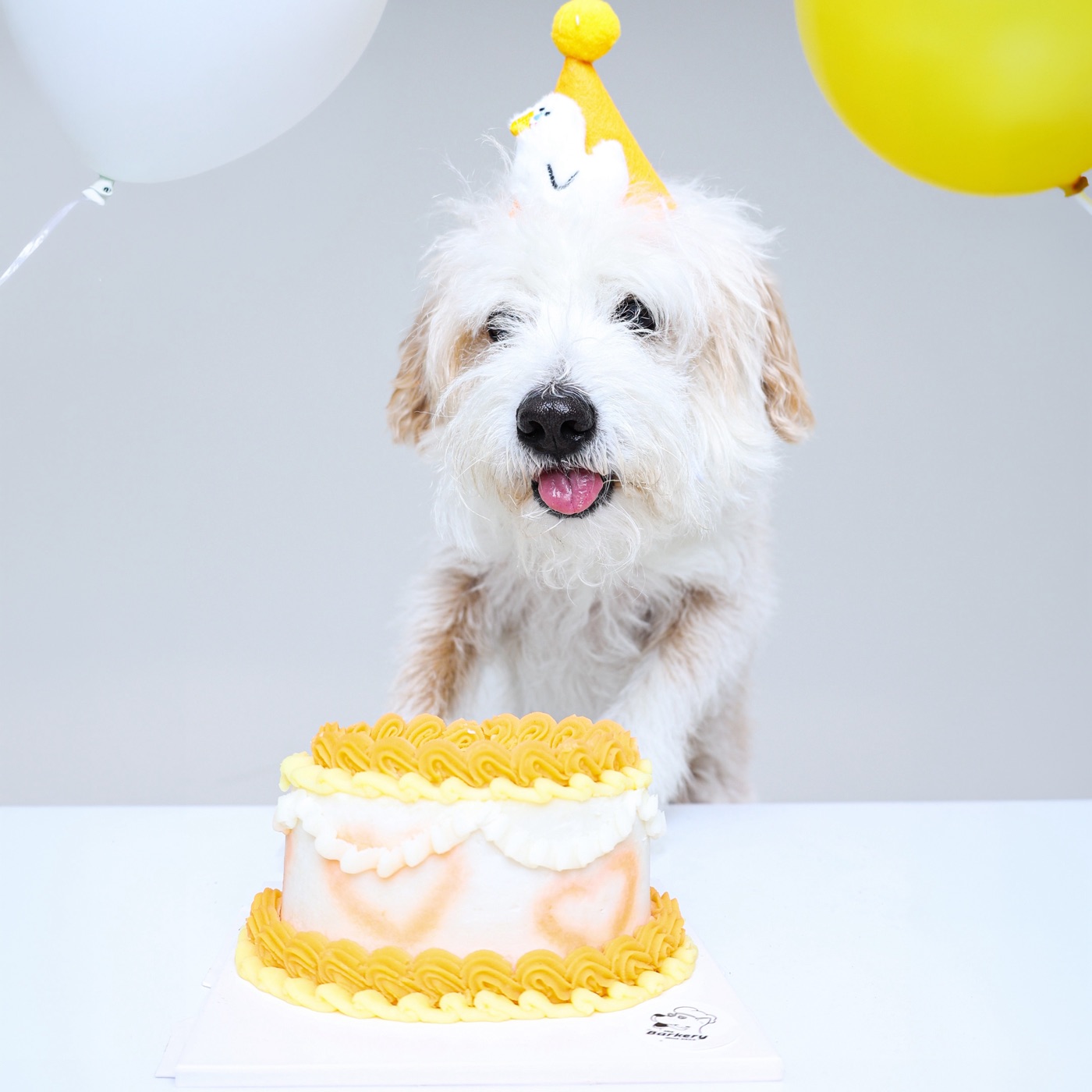 主題三 毛孩派對生日方案